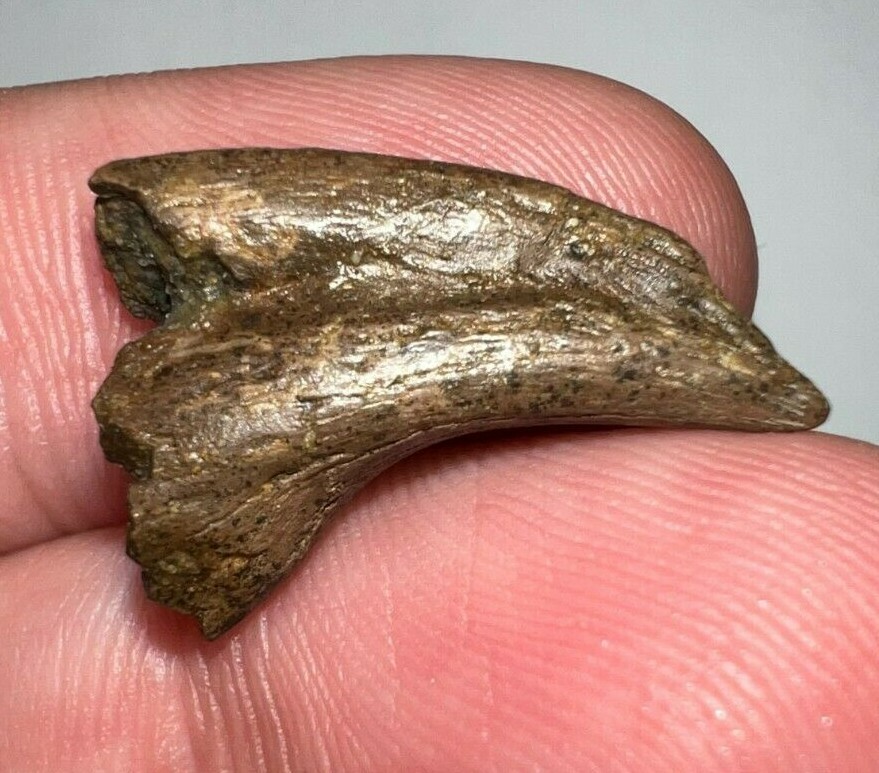 RARE Hell Creek Fossil Theropod Dinosaur Claw ANZU WYLIEI IN