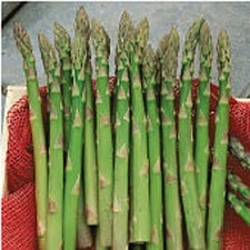 Jersey Giant Asparagus Seeds (20+ Seeds) | Non GMO | Vegetable Fruit Herb Flower