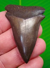 2.35 “  MAKO SHARK TOOTH Isurus hastalis  - GREAT WHITE Lineage - Real Fossil