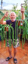 rhipsalis cruciformis spiralis RARE , RARISSIMO CUTTINGS ! TALEE ! 