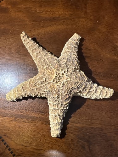 Beautiful Natural Cushion Starfish 7 1/2”