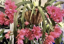 Epiphyllum Giant Empress Cactus  Unrooted 20cm+ cutting , LARGE Flowers
