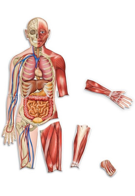 Learning Resources Double-Sided Magnetic Human Body 6044
