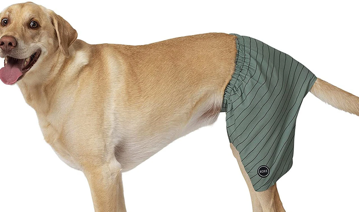 Dog Swim Trunks Quick Dry Stretch Pet Swimsuit Green XL eBay