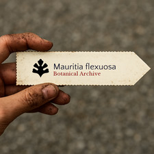 Mauritia flexuosa SEEDS - - Palm moriche seeds | Palm buriti
