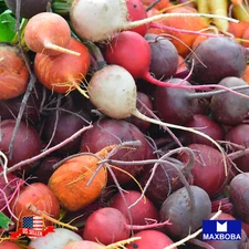 Fresh!! Beet Seeds Non-GMO Heirloom Vegetable