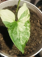 eco-friendly plants