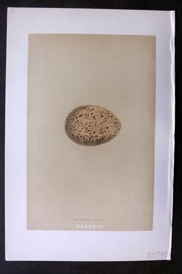 Morris 1896 Antique Bird Egg Print. Capercaillie 138