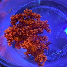 Atomic Broccoli Red Macroalgae 1"-Fluorescent Decorative Reef Macro Live Algae