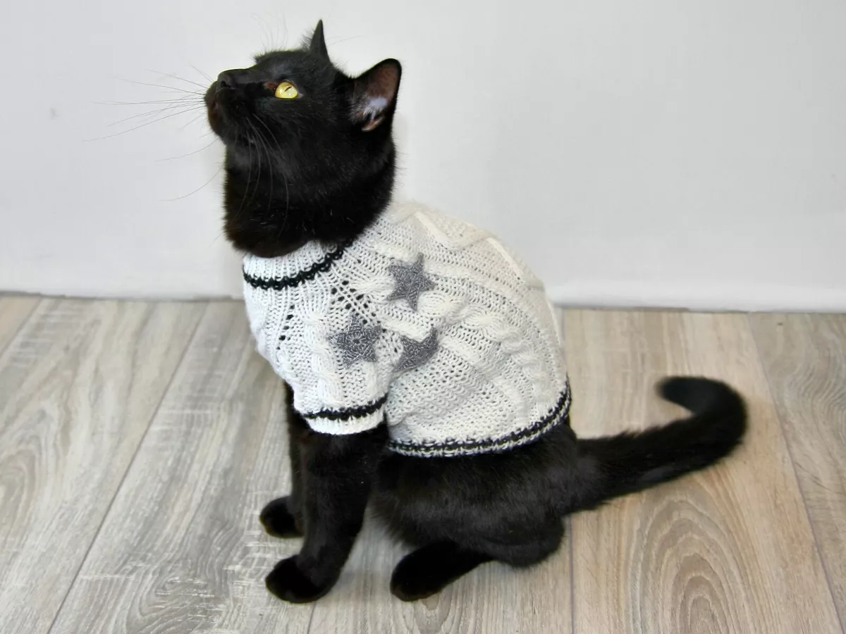 louis vuitton cat sweater