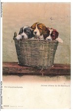 AZAP3-0192-SVIZZERA - BERNHARDINER - Cuccioli Del San Bernardo