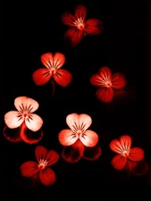 Flora Collection - Multiply - 16" x 24" Canvas Art Poster