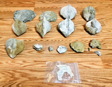 Paleocene False Ark Steinkern Turtle Head Deer Heart Oyster Fossil 55 Millio Lot