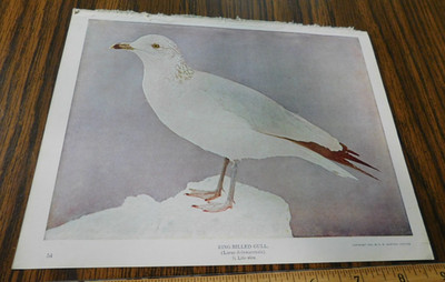 Ring Billed Gull Bird Print Audubon 1914 / Mumford 1900