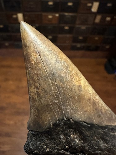 BIG RAZOR 2.6” MAKO Tooth Fossil Hastalis White Shark Teeth Megalodon Era S.C.