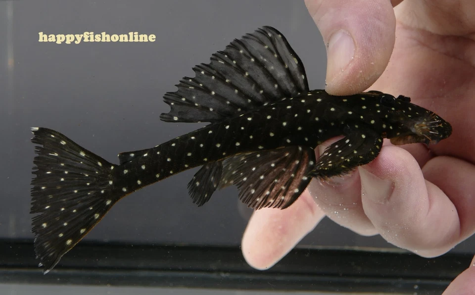 XL BREEDING PAIR OF L235 FLYER PLECOS! MASSIVE WICKED LIVE FISH! WC 12-13 CM - Image 2 of 4