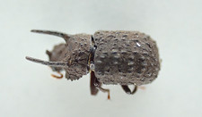 F46871. Unmounted insect: Zopheridae sp. South Vietnam.