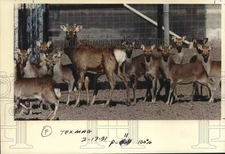 1991 Press Photo Sika Deer On a Texas Wild Game Cooperative Ranch - hca55891