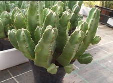  2 Piante 20,00€ Spedizione Gratuita Euforbia Resinifera