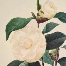 P. J. Redoute Flowers Camelia Japonica Botanical Art Book Plate 15 Print