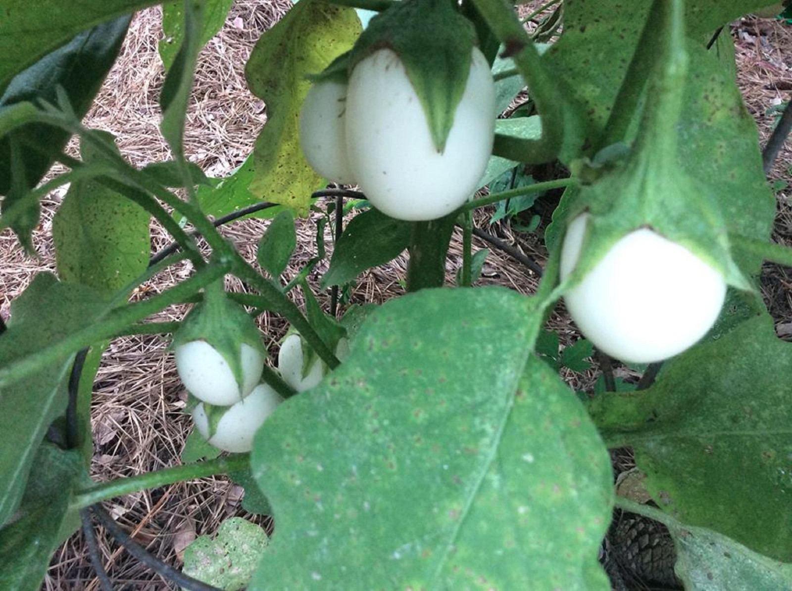 EASTER EGG PLANT FLOWER SEEDS ORNAMENTAL eBay