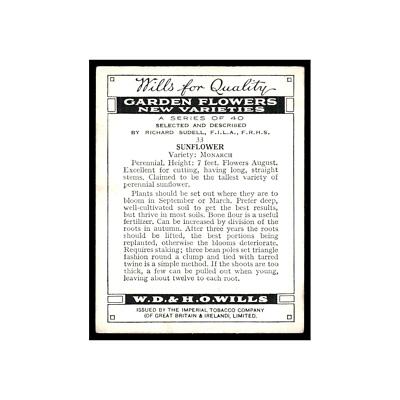 Sunflower 1939 Wills Cigarettes Garden Flowers New Varieties #33 VG