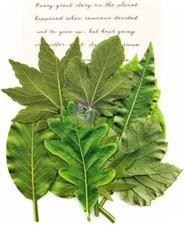 Prima Marketing Inc. Prima Flowers Leaf Embellishments - Rainer Leaves, Green