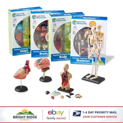 Detailed Anatomy Model Set, Includes Skeleton and Heart for Science Projects