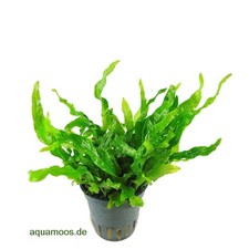 Microsorum pteropus 'Green Gnome' - piccola felce di Giava 'Green Gnome'