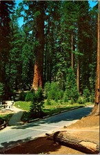 General Sherman Tree Sequoia National Park California Postcard E96