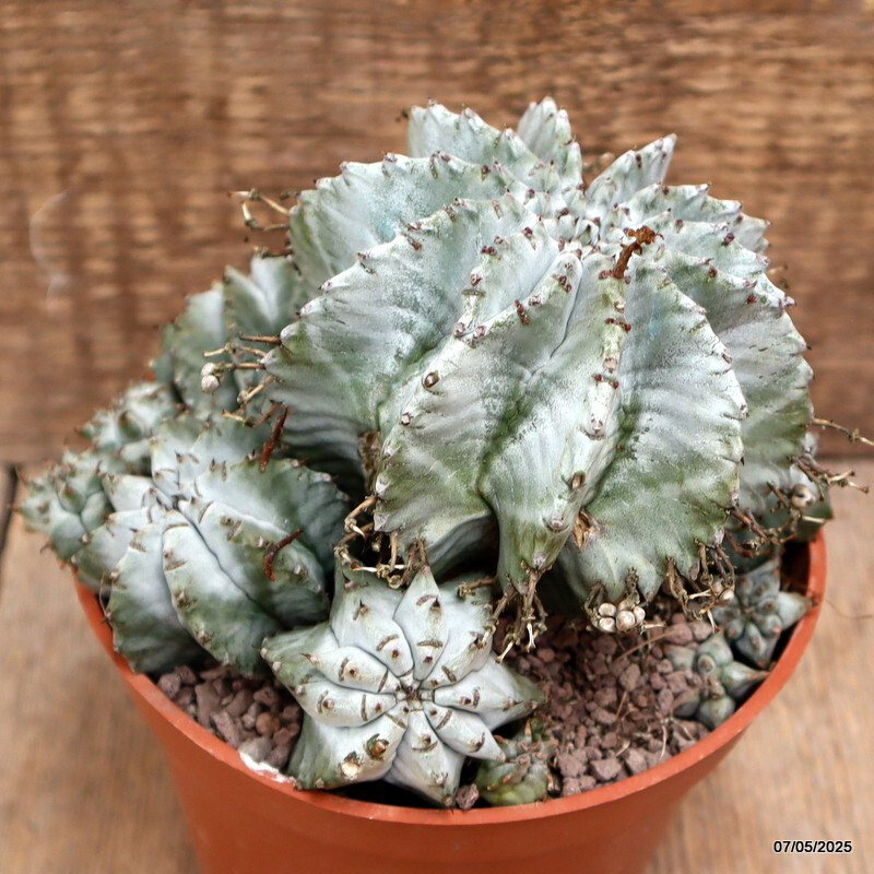 D3955 EUPHORBIA HORRIDA SNOWFLAKE pot14-H12-W15 cm MaMa Cactus | eBay