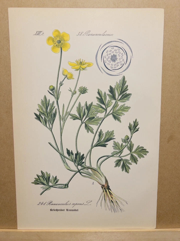 1886 ANTIK LITHOGRAPHIE ILLUSTRATION BOTANIK BLUME FLORA NATURE DECOR BILDER RAR - Bild 1 von 2