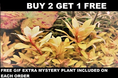Nesaea pedicellata 'Golden' Bunch Aquatic Live Aquarium Plants BUY2GET1FREE 