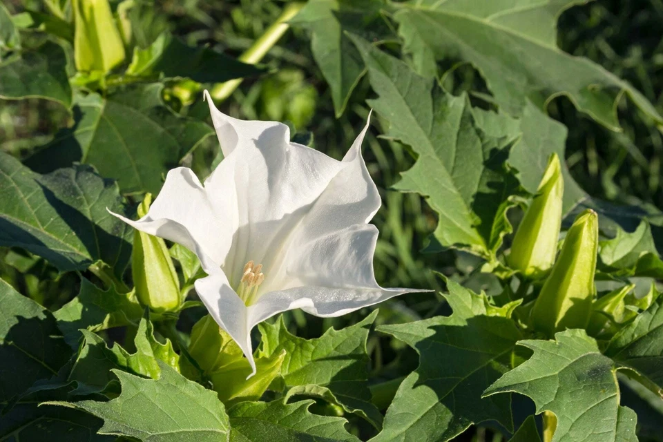 SEED-  Jimson Weed, Devil's or Angel Trumpet Flower, Datura, Thorn Apple - Image 4 of 4