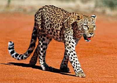 LEOPARD - 3D Lenticular Postcard Greeting Card 