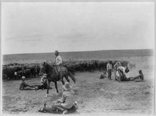 Cowboys on the XIT Ranch,branding calves,horseman,roped calf,c1904,Denver,CO