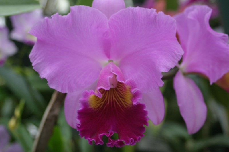 Blc. Tribute `Independence Day' AM/AOS Classic Cattleya Orchid Plant