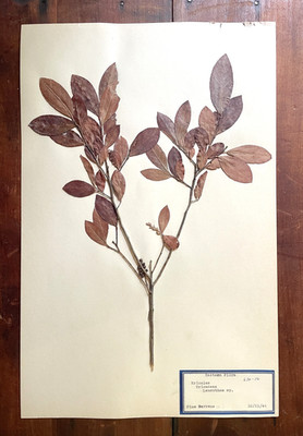 Antique Herbarium Pressed Botanical Specimen 1940s - Doghobble  11'' x 17''