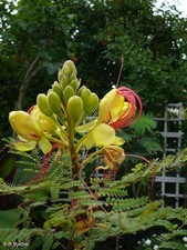 SAMEN Caesalpinia gilliesii - Paradiesvogelbusch - exotisch schöner Zierstrauch