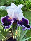 Tall Bearded Iris Rhizome