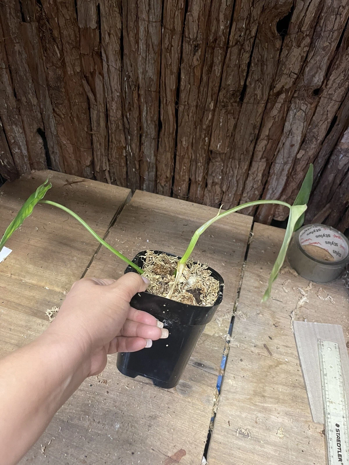 Picture 6 of 8