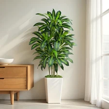 5FT Artificial Dracaena Tree - High-Density Foliage Fake Plant with White Tal...