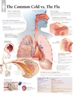 Common Cold vs the Flu Laminated Poster POSTER / WALLCHART 9781930633797