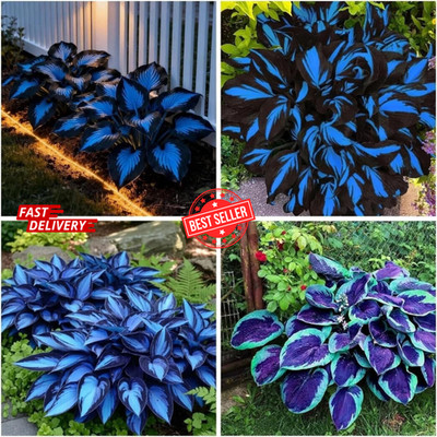 Mixrug 150+ Hostas Seed Midnight Blue for Planting Outdoors-Rare Mixed 