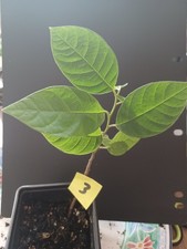 Cherimoya plant (not seed) Annona squamosa, one Sapling/seedling, plant 3