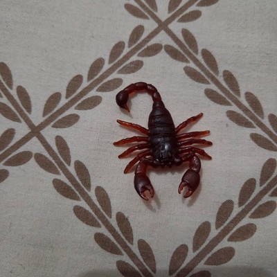 5 Stück kleine falsche Kunststoff Skorpione praktischer Witz lustiger Streich 5 cm x 4 cm