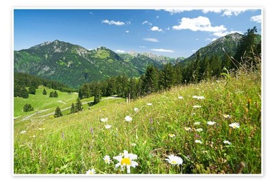 Poster Almwiese Allgäuer Alpen - bildpics