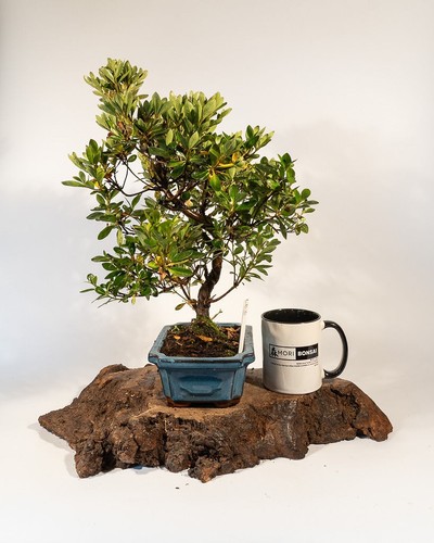 Shohin Japanese Azalea Bonsai Tree | Rhododendron in Pot – Flowering Outdoor - Picture 5 of 6