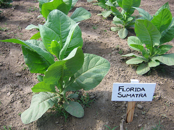 1000 Florida Sumatra Tobacco Seeds ~ Heirloom ~ Cigar Wrapper Tobacco ~  Non-GMO