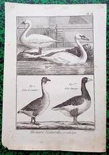 18th century - rare original engraving from 1784 - different species of goose Pl 28